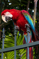 Macaw with red, blue and yellow feathers