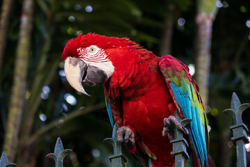 Macaw with red, blue and yellow feathers