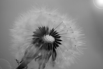 Art photo of dandelion seeds close up on natural blurred background. Summer. Monochrome photography.