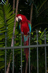 Macaw with red, blue and yellow feathers