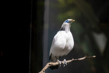 Balinese starlings (Leucopsar rothschildi) stand on tree branches. also known as Rothschild's mynah and is a symbol of Bali.