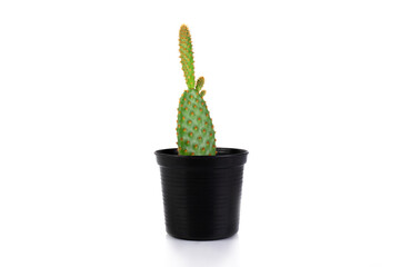 Opuntia microdasys cactus in pot isolated on a white background