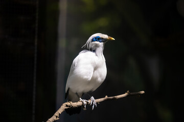 Balinese starlings (Leucopsar rothschildi) stand on tree branches. also known as Rothschild's mynah and is a symbol of Bali.