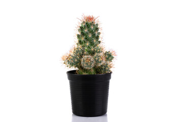 Cactus mammillaria elongata rufocrocea in pot isolated on a white background
