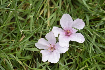 cherry on grass