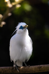 Balinese starlings (Leucopsar rothschildi) stand on tree branches. also known as Rothschild's mynah and is a symbol of Bali.