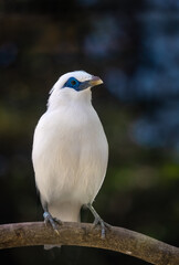 Balinese starlings (Leucopsar rothschildi) stand on tree branches. also known as Rothschild's mynah and is a symbol of Bali.