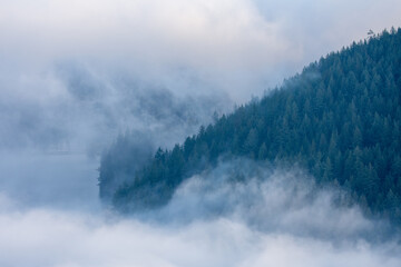 A picture of forest and sea of clouds on a misty morning.  Burnaby BC Canada
