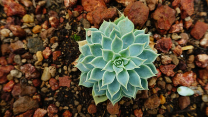 Close up of cactus plant in the garden