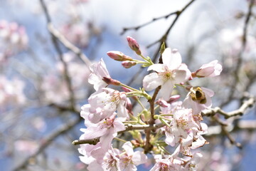 cherry tree blossom