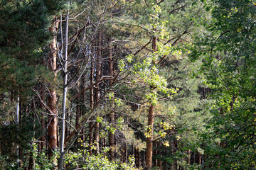 tree in the woods