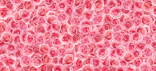 Many beautiful pink roses as background, top view. Banner design