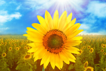Sunflower in field under blue sky. Colors of Ukrainian flag