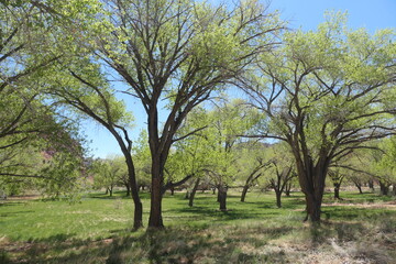 Fototapeta premium tree in the field