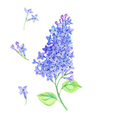 Fototapeta premium watercolor drawing branch of lilac