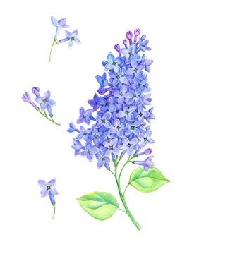 watercolor drawing branch of lilac