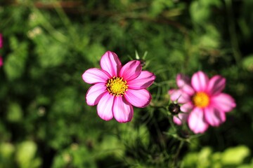 pink flowers on a green background