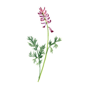 watercolor drawing fumitory