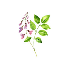 watercolor drawing Jamaica dogwood