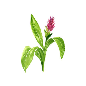 watercolor drawing turmeric plant