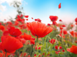 background of many red poppies with blue sky close-up