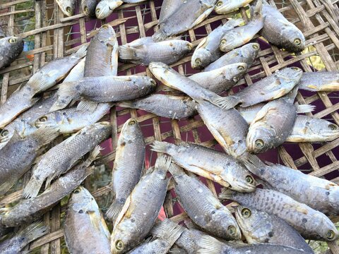 dry anabas testudineus fish on bamboo floor