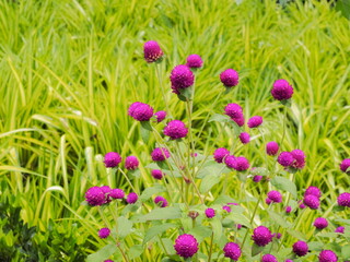 Soft focus Globe amaranth (Gomphrena globosa) flowers blossom on branches with green nature blurred background, known as globe amaranth, makhmali, and vadamalli.