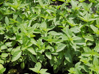 Top view of many Basil plant or Ocimum basilicum (Ocimum) green leaves texture background.