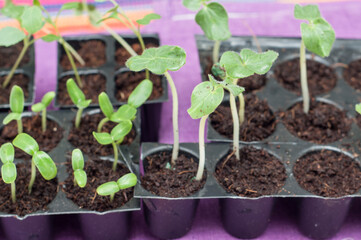 Senior farmer holding green small plant in hands. new life concept. seed germination.  Organic farming. Green sprout growing from seed in a agricultural nursery ready to plant