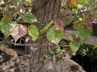 Beautiful Lace Aralia or Geranium Aralia shape heart on branches with nature blurred background.