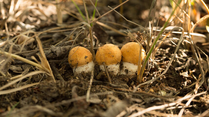Harvesting forest mushrooms from ecologically clean places