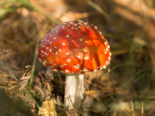 Harvesting forest mushrooms from ecologically clean places