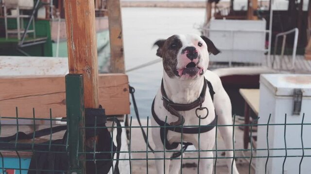 american staffordshire bull terrier