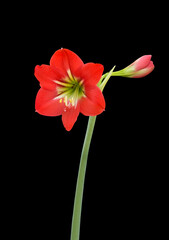 Close up Amaryllis Baby Star Flower Isolated on Black Background with Clipping Path