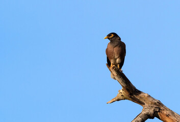 Close up Common Myna Bird Perched on Branch Isolated on Blue Sky with Copy Space
