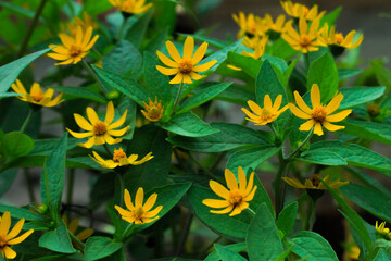 yellow flowers in the garden