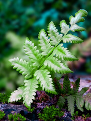 fern green leaves in the forest on blur background