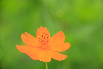 キバナコスモス