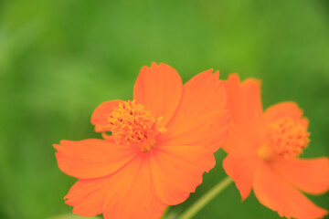 キバナコスモス