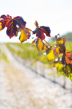 Leaves in autumn fall colour on a grape vine in vineyard,  at Heathcote, Victoria, Australia. Selective focus with copy space
