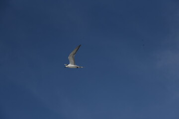 migrating bird in Banyuasin Peninsula
which came in October until november