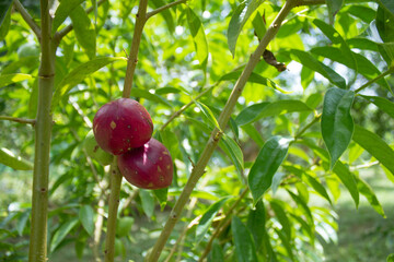 Obraz premium The red bark fruit on the tree