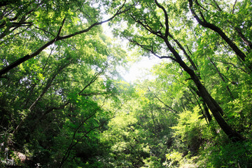 Obraz premium 新緑