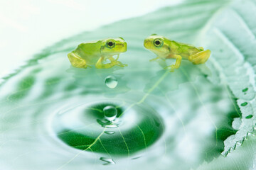 水滴と蛙