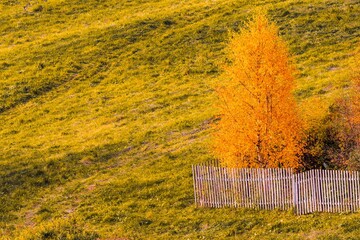 Autumn landscape with a lonely birch tree with yellow foliage on a hillside next to a wooden fence.
