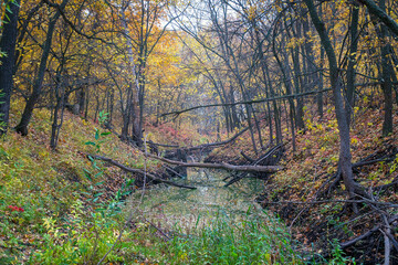 A small ravine in a quiet autumn forest, filled with water.