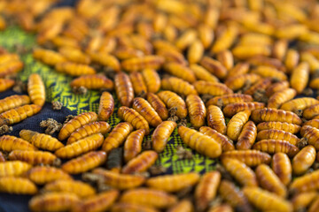 Silkworm pupa before becoming butterfly. Silk production cycle