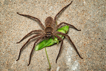 Giant spider eating green grasshopper.