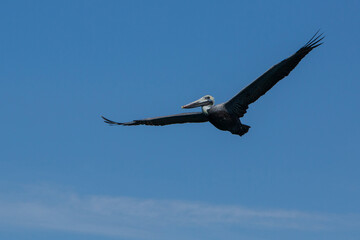 Large brown pelican in flight with blue sky