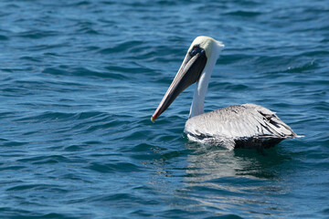 Single large Pelican water-bird swimming in blue water